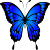 blue butterfly